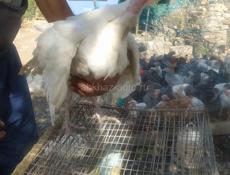 Индюшата  и цыплята