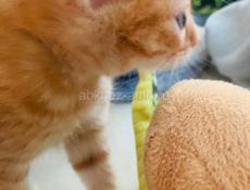 Отдам в добрые руки 