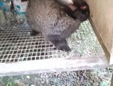 Дамашние