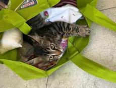 Котята