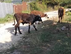 Продаются срочно 3 бычка
