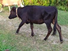 Продам