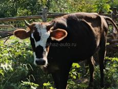 Продается телочка