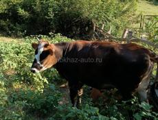 Продается телочка
