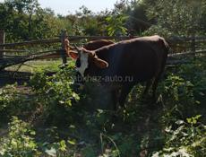 Продается телочка
