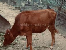 Продается Телка Цена Договорная 