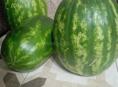 Продаю арбуз оптом