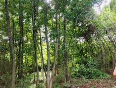 Участок у моря 6 соток по ул.Инал-Ипа