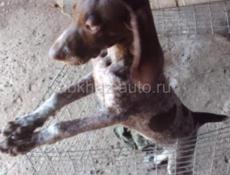 Продатся шенок охотничи