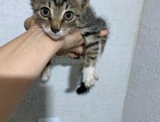 Котята в ответственные руки!!!!