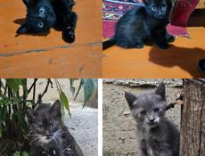 Котят в добрые руки