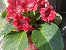 Сдам комнаты 