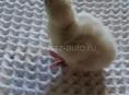 В продаже маленькие индюшки 