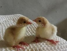 В продаже маленькие индюшки 