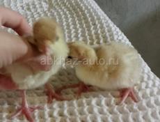 В продаже маленькие индюшки 