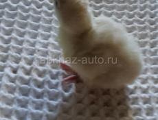 В продаже маленькие индюшки 