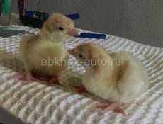 В продаже маленькие индюшки 