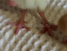 В продаже маленькие индюшки 