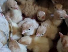 В продаже маленькие индюшки 