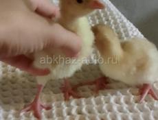 В продаже маленькие индюшки 