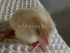 В продаже маленькие индюшки 
