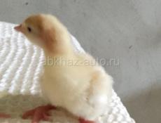 В продаже маленькие индюшки 