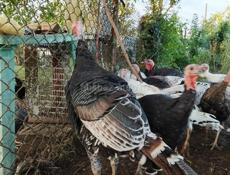 Продам индюков