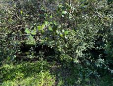 Земельный участок 30 соток 