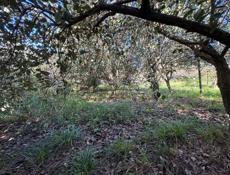 Земельный участок 30 соток 