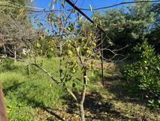 Земельный участок 30 соток 