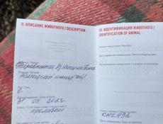 Шпиц собачка 