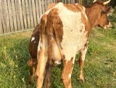 Продается ,корова с теленком