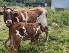 Продается ,корова с теленком