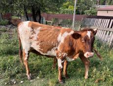 Продается ,корова с теленком