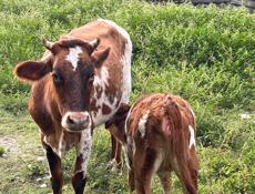 Продается ,корова с теленком