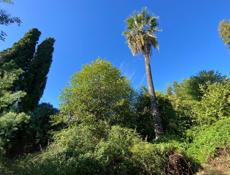 Участок в Новом Афоне (Моспитомник)