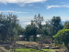 Участок в Новом Афоне (Моспитомник)