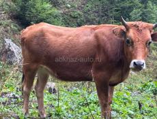 Молодая телка