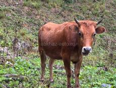 Молодая телка