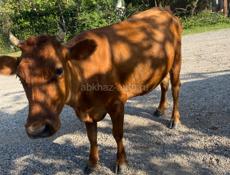 Дойная корова