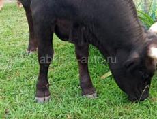 Продаётся бык