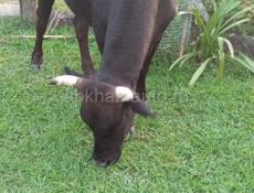 Продаётся бык