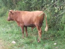 Продаётся бык