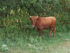 Продаётся бык