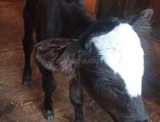 Продается бычек пять дней