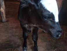 Продается бычек пять дней