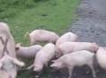 Поросята 