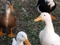 Утки 
