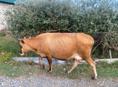 Продается корова