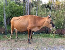 Продается корова